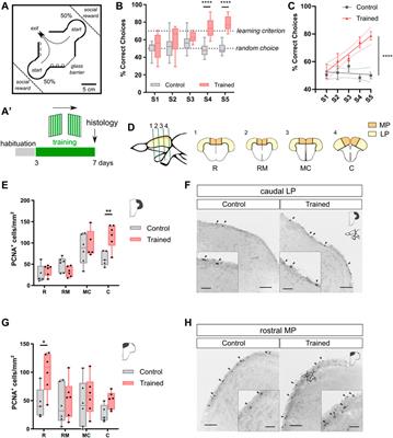 Spatial Learning Promotes Adult Neurogenesis in Specific Regions of the Zebrafish Pallium